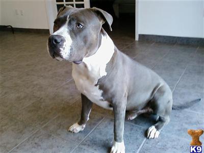 Stud Dogs in NJ